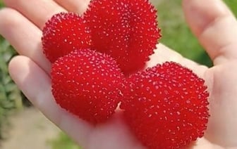 Малина размером с ладонь: шок-контент белорусского TikTok