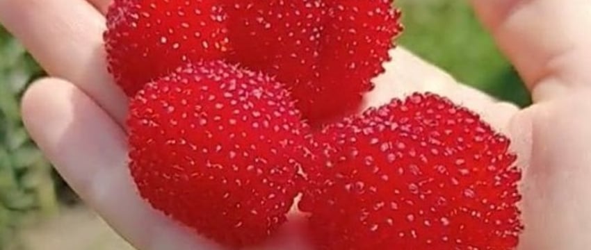 Малина размером с ладонь: шок-контент белорусского TikTok