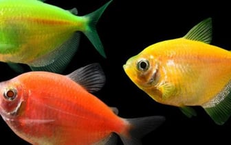 73 тонны продуктов изготовили из аквариумных рыбок в Псковской области России