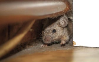 Как легко сделать мышеловку в домашних условиях? Понадобятся бутылка, стеклянная миска или стакан с монетой — Полезно