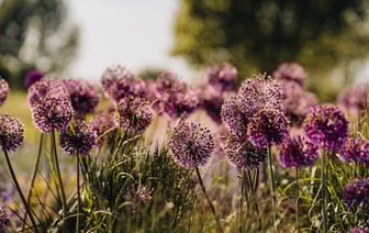 Три страны Балтии введут санкции против организаторов разгона протестов в Грузии