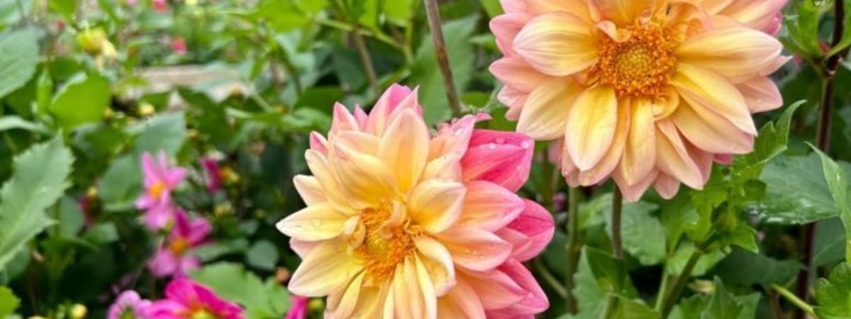 Какой будет погода в Беларуси с 9 по 15 сентября