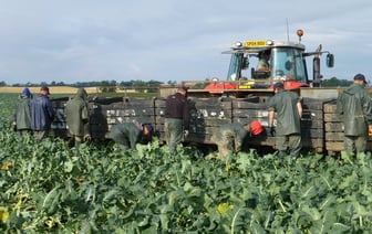 Из Беларуси нельзя вывозить капусту, яблоки и лук без специальной лицензии