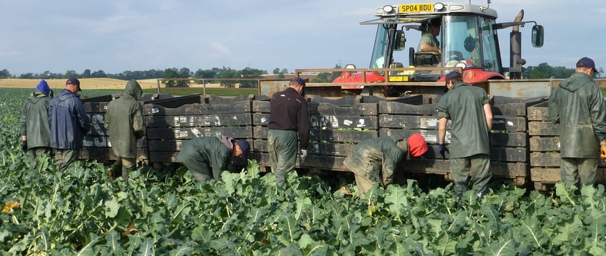 Из Беларуси нельзя вывозить капусту, яблоки и лук без специальной лицензии