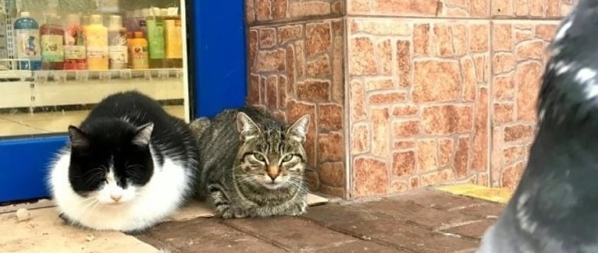 Подкармливание бездомных животных: закон и забота