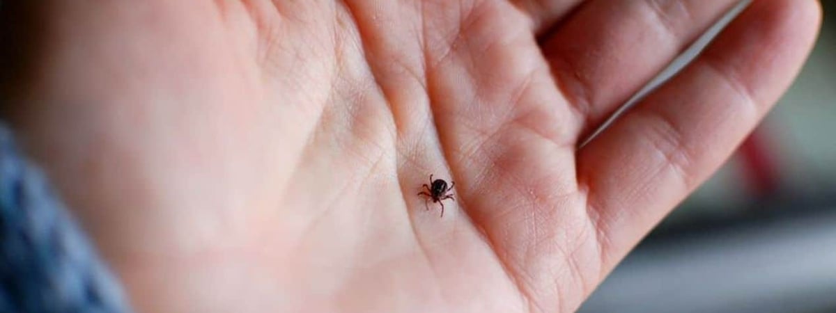 Под Гродно из-за укусов клещей два человека попали в реанимацию