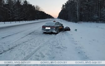 На М-10 лось внезапно выскочил на трассу – в него врезалось такси