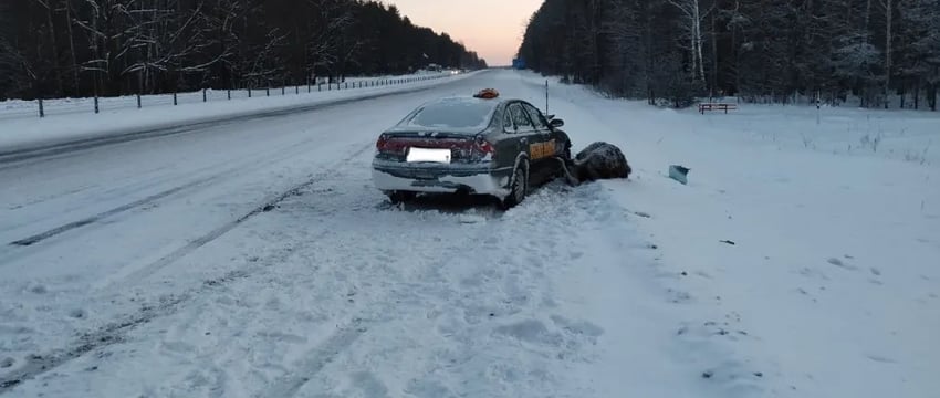 На М-10 лось внезапно выскочил на трассу – в него врезалось такси