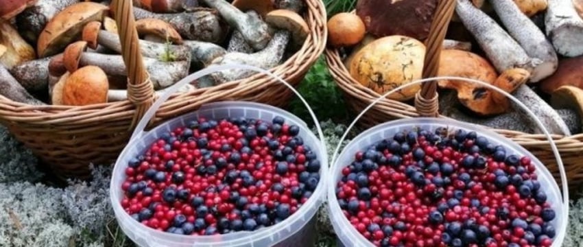 Сколько можно заработать на сдаче грибов и овощей