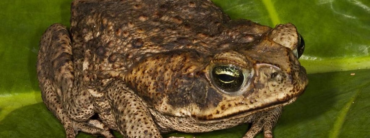 Фотозагадка. Найдите на фото спрятавшуюся жабу