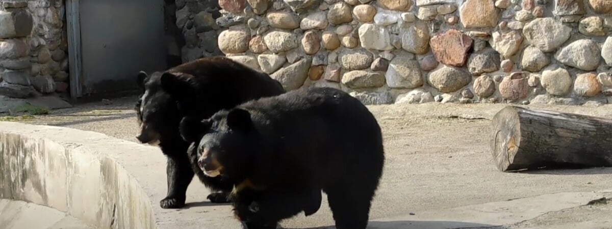 «Какие классные!» — В Гродненском зоопарке проснулись медведи — Видео