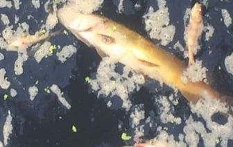 Около Бульково нашли мёртвую рыбу. Что известно?