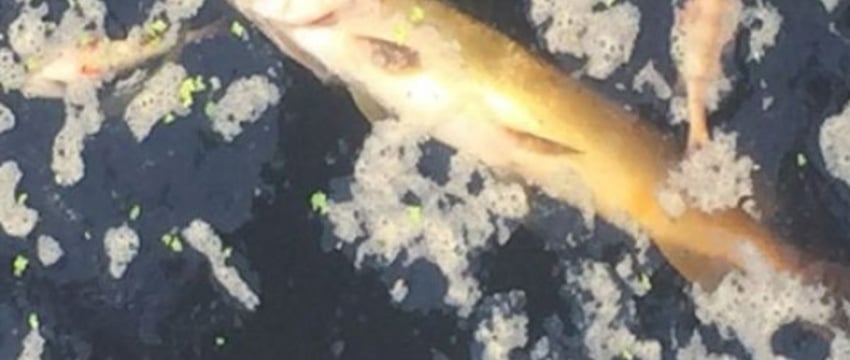 Около Бульково нашли мёртвую рыбу. Что известно?