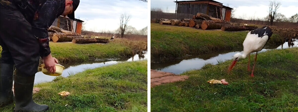 «Издалека узнаёт» — На Витебщине мужчина всю зиму подкармливал аиста, не улетевшего на юг — Видео