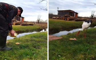 «Издалека узнаёт» — На Витебщине мужчина всю зиму подкармливал аиста, не улетевшего на юг — Видео