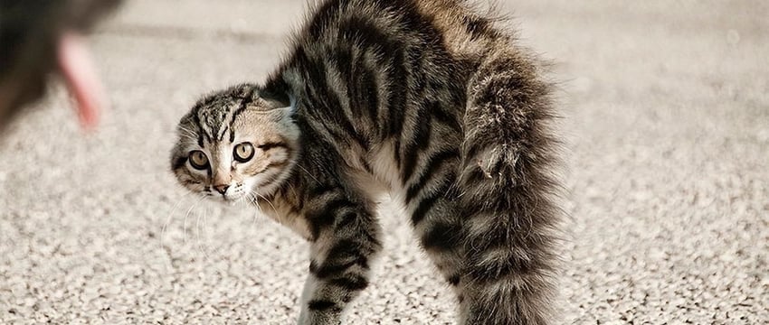 Какие животные чаще кусают жителей Гомеля? Ответ дали в городском ЦГЭ