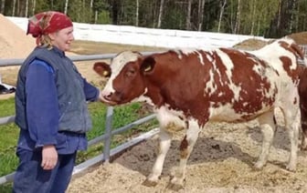 Уникальная порода коров в Беларуси