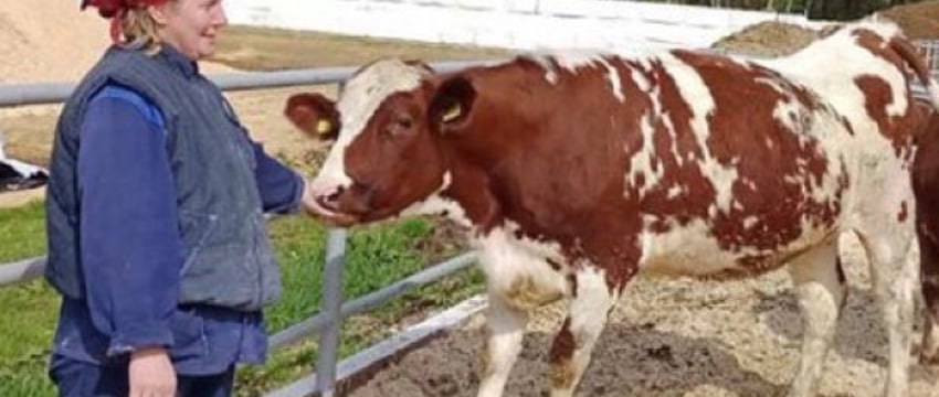 Уникальная порода коров в Беларуси