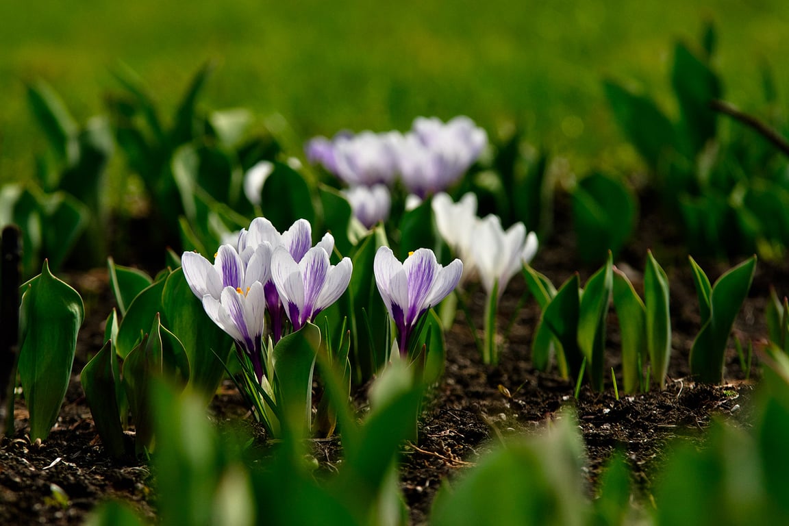 Уже цветут знаменитые крокусы напротив витебской ратуши. Фото Сергея Серебро