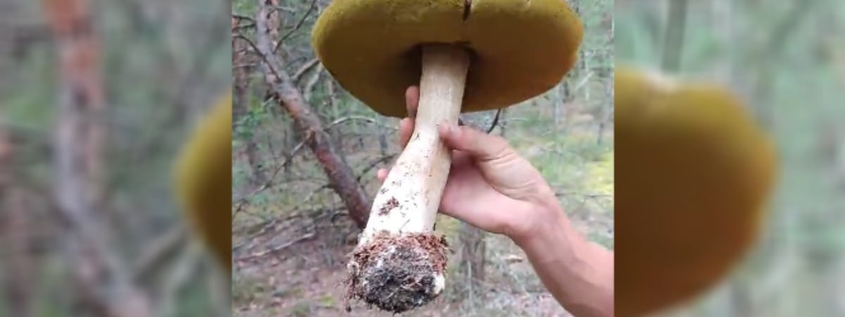 «Чернобыль в действии» — Под Минском грибники нашли гигантский боровик — Видео