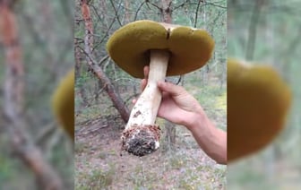 «Чернобыль в действии» — Под Минском грибники нашли гигантский боровик — Видео