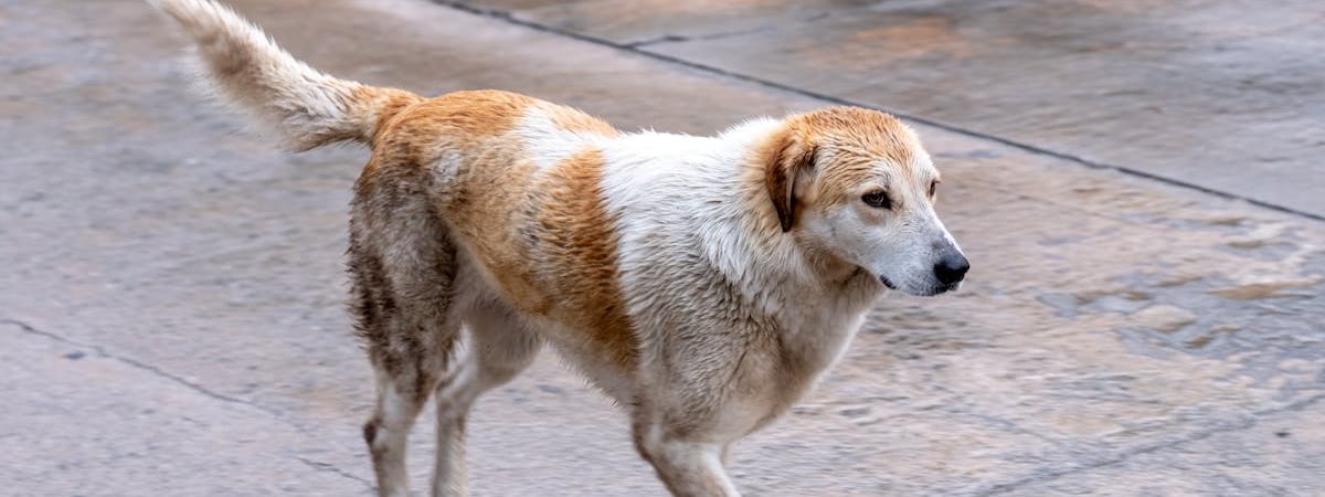 Четырехлетняя засуха в Испании заканчивается