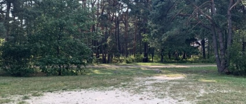 Обновленный Лесной кодекс вступил в силу. Что изменилось?