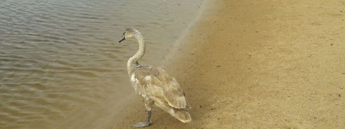 Примерз ко льду на одном из водоемов — в зоопарке в Гродно спасли еще одного найденыша