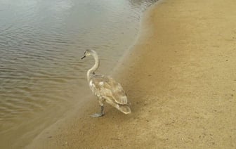 Примерз ко льду на одном из водоемов — в зоопарке в Гродно спасли еще одного найденыша
