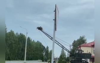 «Где родился, там и пригодился». Посмотрите, какое необычное гнездо аисты свили в Столине