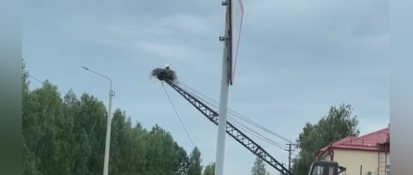 «Где родился, там и пригодился». Посмотрите, какое необычное гнездо аисты свили в Столине