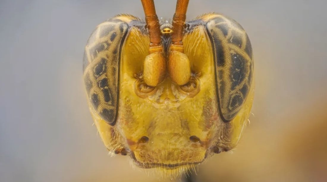 Оса-убийца, акула-демон и гигантский паук. Самые прекрасные и ужасающие существа 2023 года