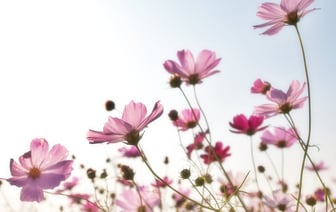 Северная Корея с июля отправила в Россию миллионы снарядов