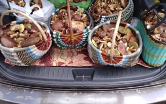 Минлесхоз напомнил о правилах сбора грибов и ягод