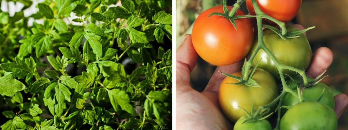 Что делать, если вытянулась рассада томатов? Измените эти условия — и вы спасете будущий урожай — Полезно