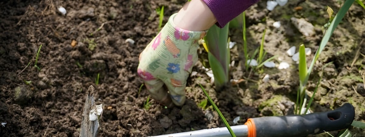 Штраф до 800 рублей. В МВД предупредили белорусских дачников о наказании за выращивание одного растения — Полезно