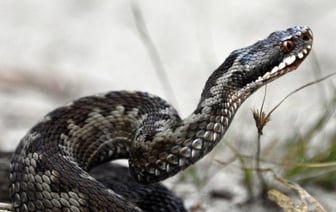 Бизнес на змеином яде: аукцион на заготовку гадюк в Беларуси