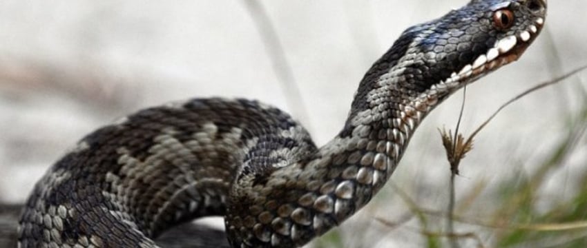 Бизнес на змеином яде: аукцион на заготовку гадюк в Беларуси
