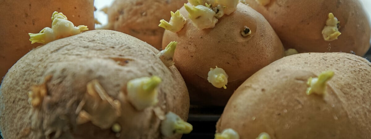Этот фрукт не даст картошке прорасти. Как хранить в квартире, чтобы оставалась твёрдой до весны? — Полезно