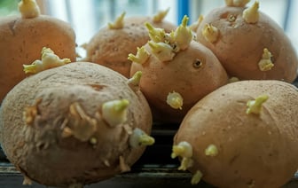 Этот фрукт не даст картошке прорасти. Как хранить в квартире, чтобы оставалась твёрдой до весны? — Полезно