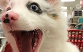 В милиции рассказали, что грозит за выгул собак без намордника