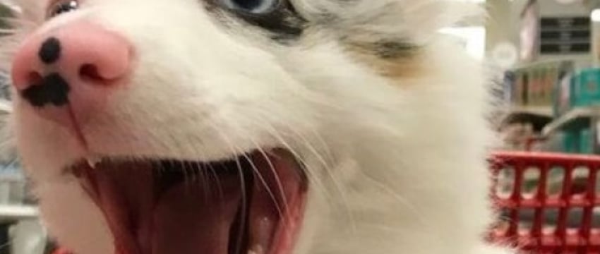 В милиции рассказали, что грозит за выгул собак без намордника