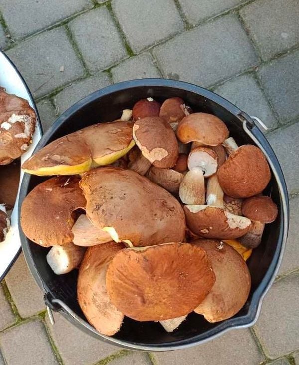 Ванну грибов за три часа набрал мужчина в Брестской области