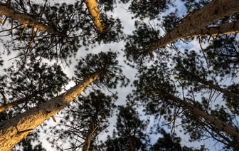 «Работаем дальше» — Белорусы массово устремились в леса за черникой. По чём сдают и продают? — Видео