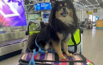 Сколько стоит перелет с собакой или котом? Обзор цен авиакомпаний