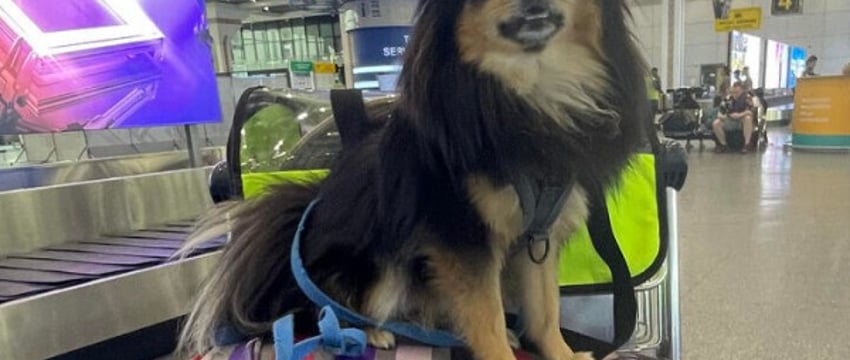 Сколько стоит перелет с собакой или котом? Обзор цен авиакомпаний