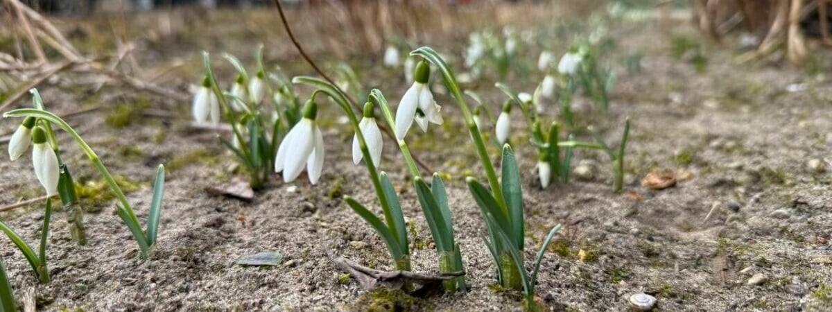 «Можно выгонять падчериц в лес» — На Минщине и Брестчине пошла вторая волна подснежников — Видео