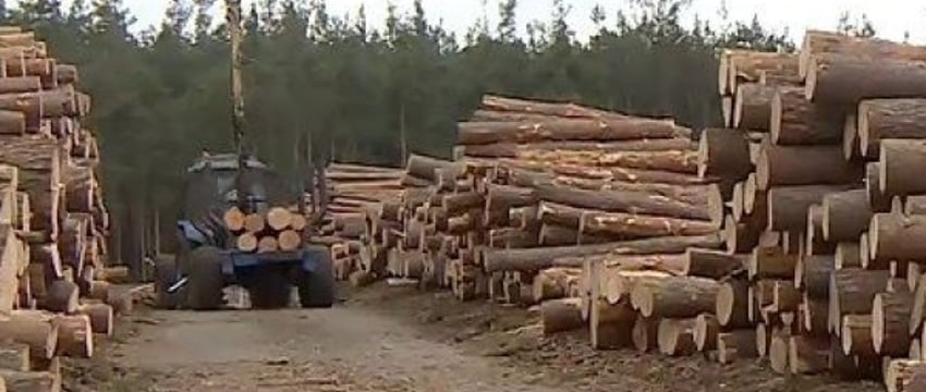 Какие страны зарабатывают миллиарды долларов на экспорте древесины