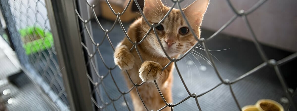 Услуги детского сада для домашних животных в Минске