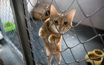 Услуги детского сада для домашних животных в Минске